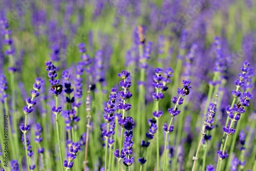 Gardening, cultivation,environment and care of aromatic plants concept: purple,fragrant and blooming buds of lavender flowers on a sunny day.