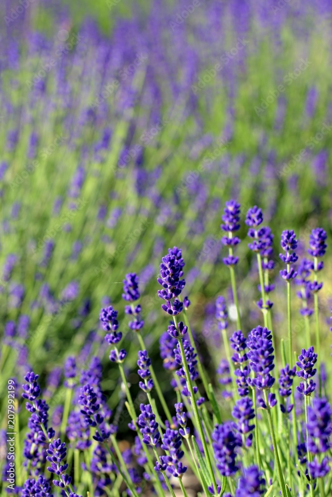 Gardening, cultivation,environment and care of aromatic plants concept: purple,fragrant and blooming buds of lavender flowers on a sunny day. Gardening, cultivation,environment and care of aromatic plants concept: purple,fragrant and blooming buds of lavender flowers on a sunny day.