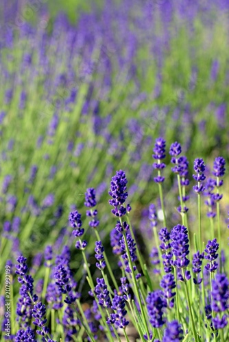Gardening, cultivation,environment and care of aromatic plants concept: purple,fragrant and blooming buds of lavender flowers on a sunny day. © mimpki
