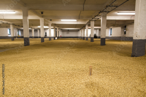 Malting barley in a whisky distillery