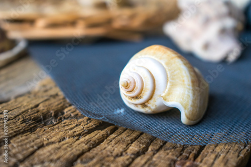 Photo of sea shells.