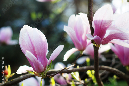 Beautiful magnolias in a park