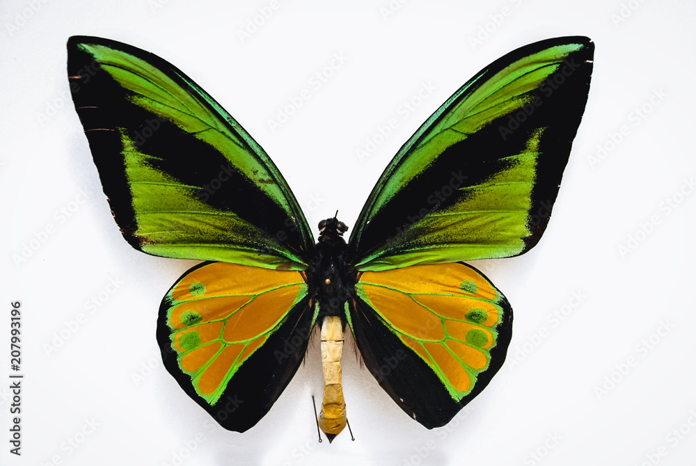 Close up on a Goliath birdwing butterfly isolated on white background