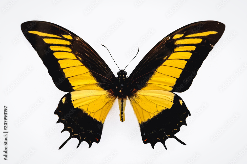 Obraz premium Close up on a Androgeus swallowtail butterfly isolated on white background