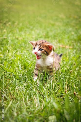 Small cat walking on a green grass