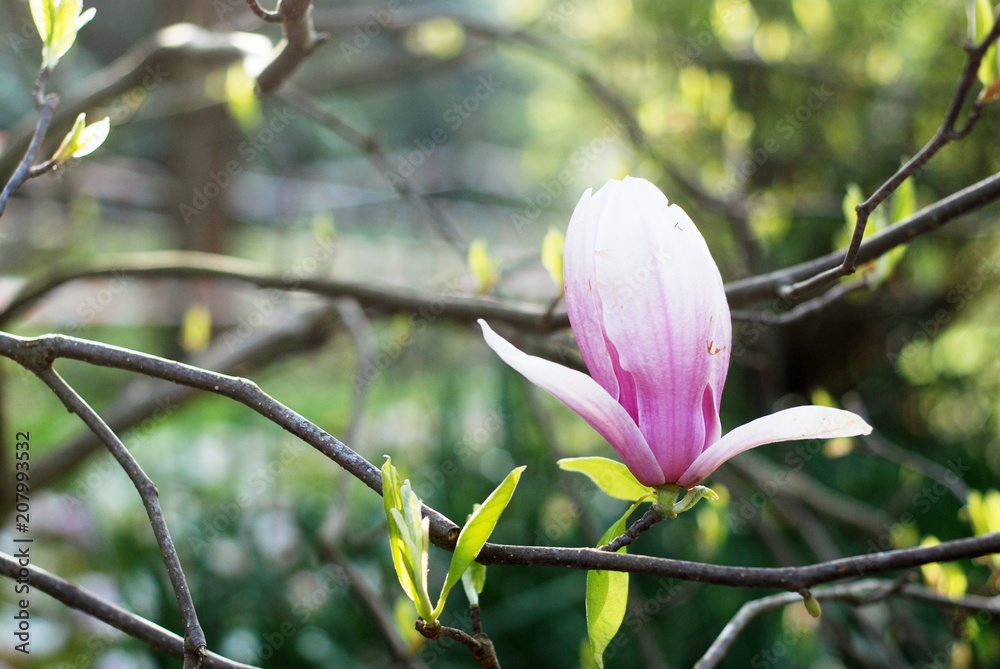 Fototapeta premium Beautiful magnolias in a park