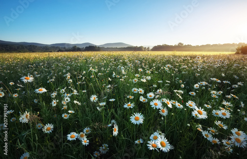 Daisies in the field near the mountains. Meadow with flowers at sunrise. © es0lex