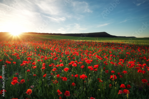 Field with red poppies  colorful flowers against the sunset sky
