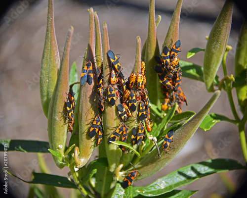 Close-up Milkweed bugs feeding on new growth