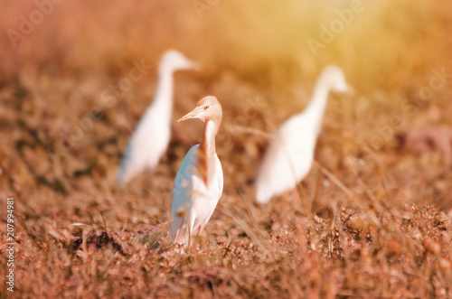 Cattle Egret © Dionell