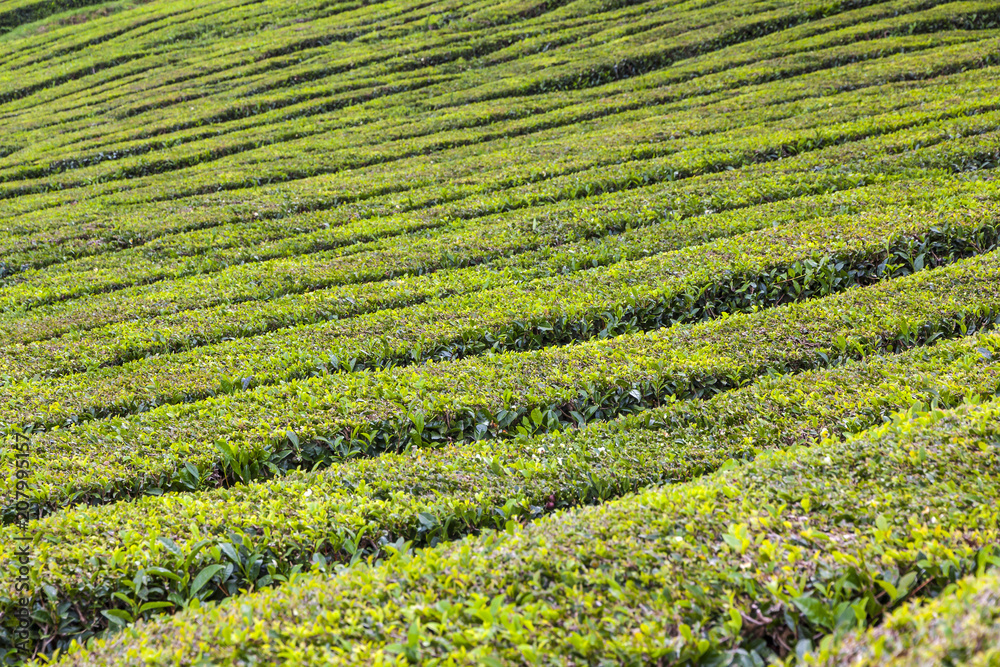 Tea plantations on Sao Miguel island, Azores, Portugal