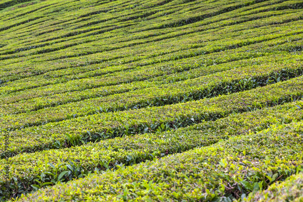 Tea plantations on Sao Miguel island, Azores, Portugal Tea plantations on Sao Miguel island, Azores, Portugal