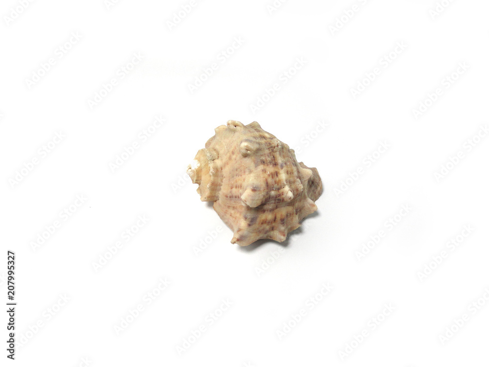 Photo of sea shells. Photo of sea shells.