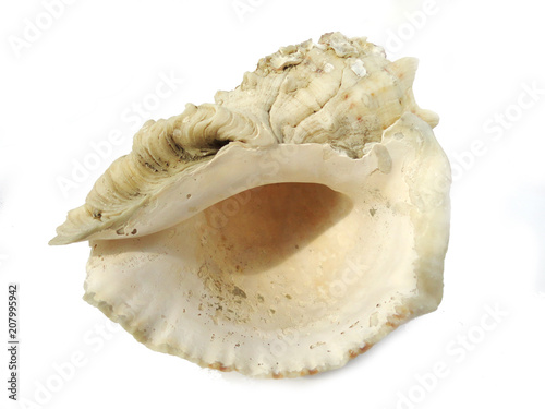 Photo of sea shells.