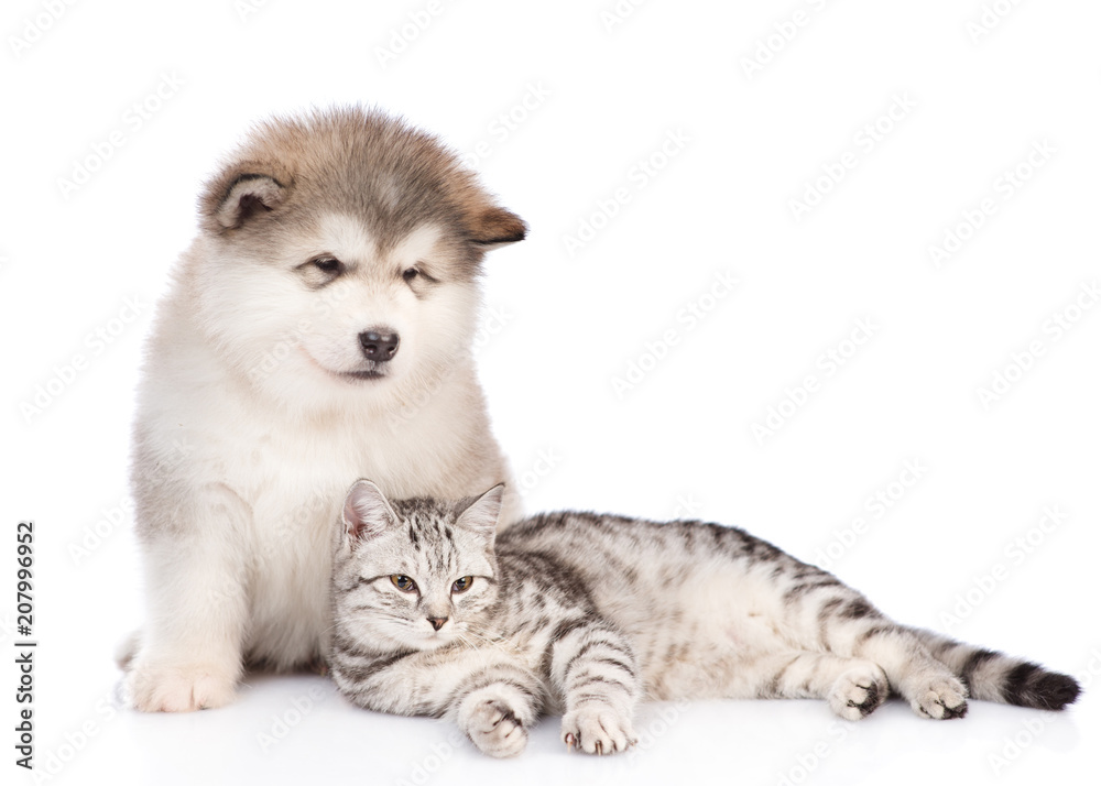 Alaskan malamute puppy  and cat together. isolated on white background