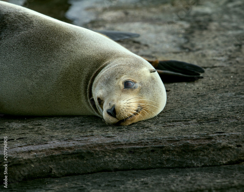 Bashful Galapagos Sea lion © Andrew