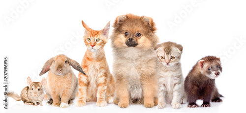 Large group of pets together in front view. Isolated on white background