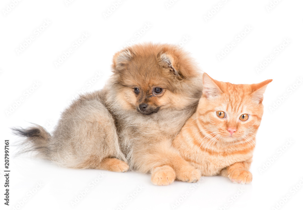 spitz puppy hugging a cat. isolated on white background spitz puppy hugging a cat. isolated on white background