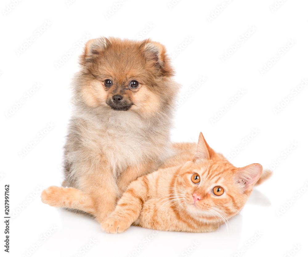 Puppy and playful kitten together. isolated on white background Puppy and playful kitten together. isolated on white background