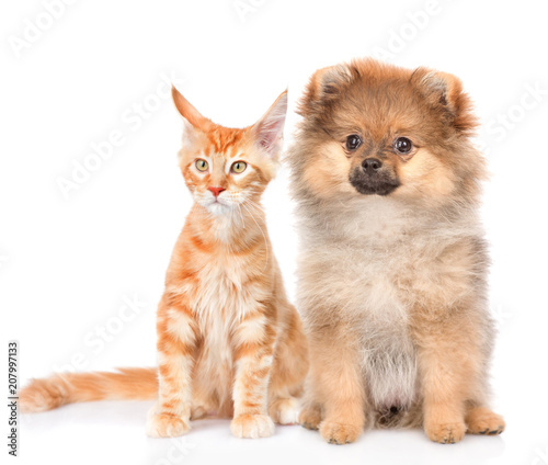 Cute spitz puppy and maine coon cat together. isolated on white background