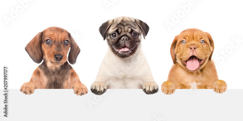 Group of puppies above white banner. isolated on white background