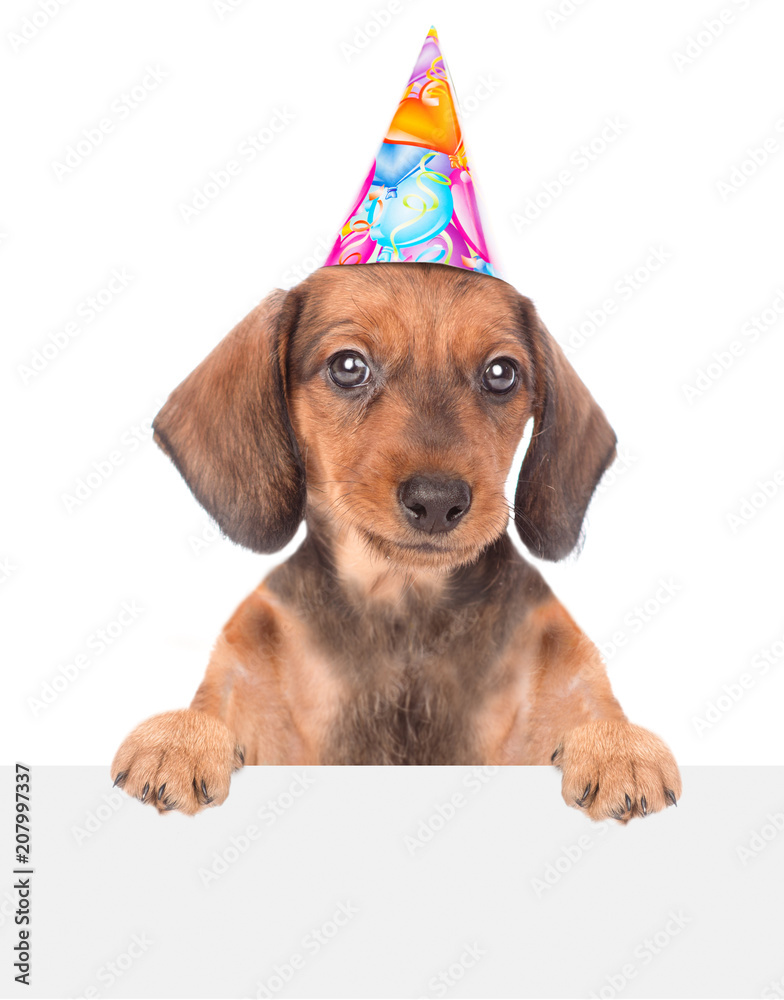 Puppy with birthday hat above white board. isolated on white background ...