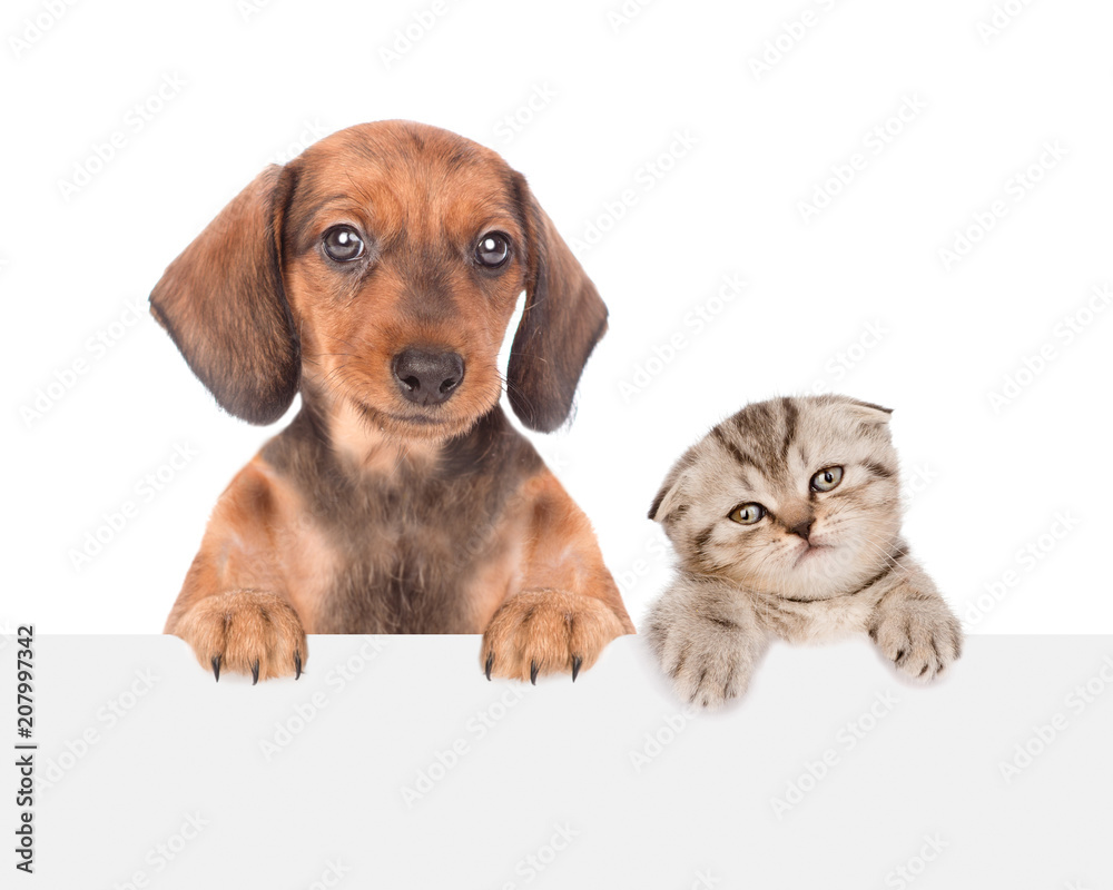 dachshund puppy and cute kitten peeking above empty white board. isolated on white background. Space for text