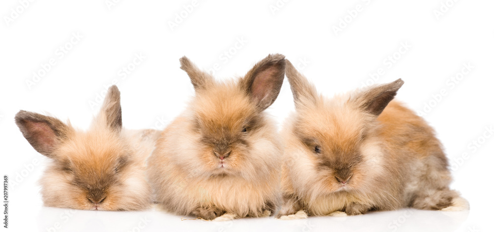 group of rabbits. isolated on white background