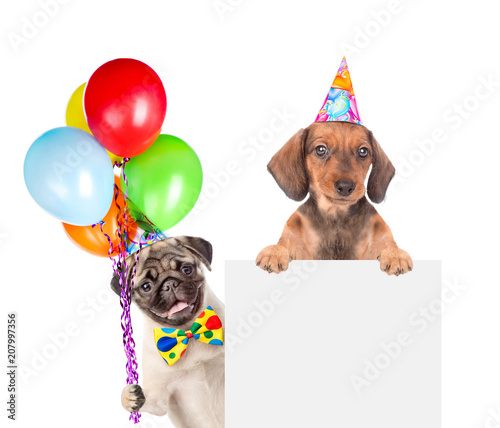 Dogs in birthday hats with balloons above white banner. isolated on white background