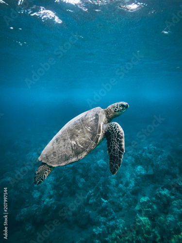 Underwater turtle swimming