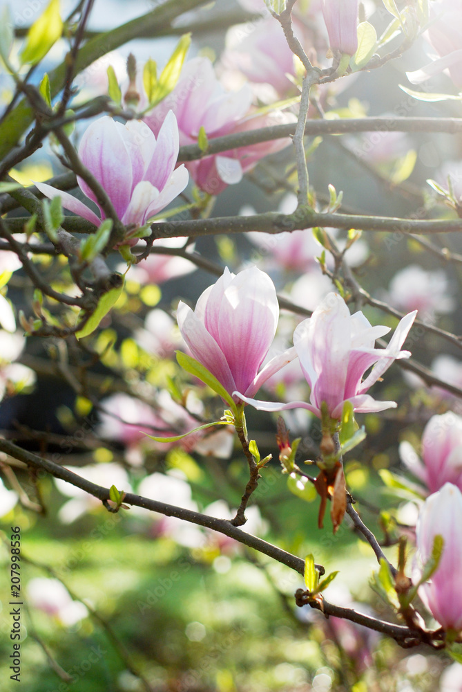 Beautiful magnolias in a park Beautiful magnolias in a park