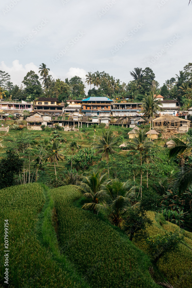 Beautiful views of rice field terrace in Ubud Indonesia countryside farming land Beautiful views of rice field terrace in Ubud Indonesia countryside farming land