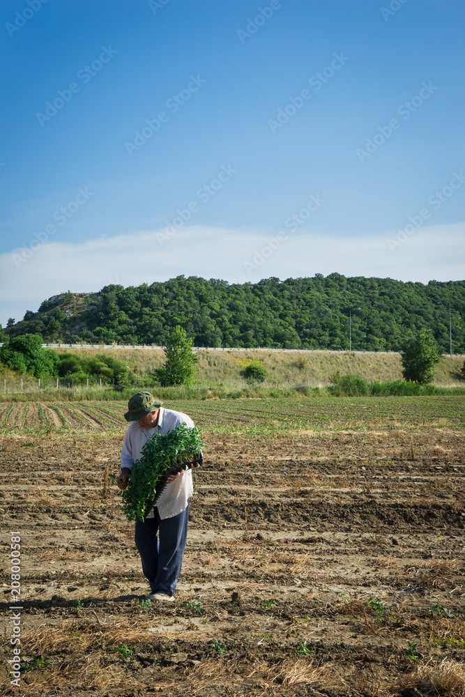 Man farmer planting young tomatoes plants