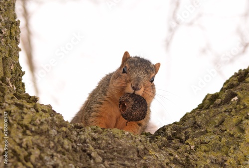 Squirrel with nut in mouth