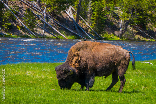 Beautiful outoor view of lonely buffalo grazing alongside a western river in Yellowstone National Park photo