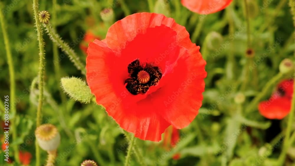 Field of blossoming poppies. Close-up of moving flowers. Countryside, Rural, Rustic Summer 

