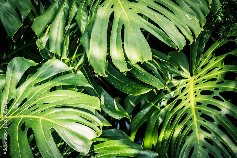 Beautiful green tropical leaves Monstera