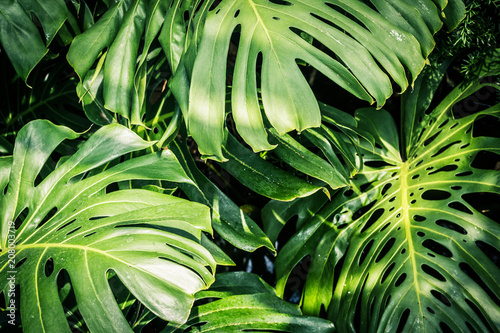 Obraz na płótnie Beautiful green tropical leaves Monstera w salonie