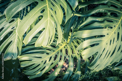 Beautiful green tropical leaves Monstera