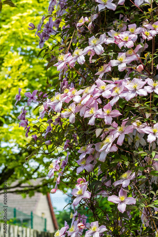 Beautiful backlit clemaits flowers on branches at the gate of the garden, close up beautiful, romantic shot