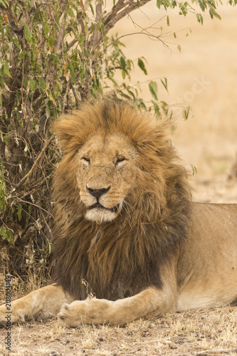 Lion portrait in Maasa Mara National Reserve photo