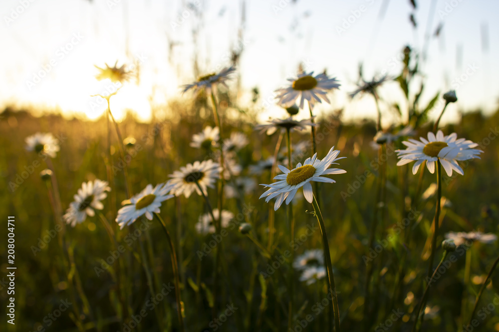 Beautiful flowers daisy (Leucanthemum) in a field at sunset.