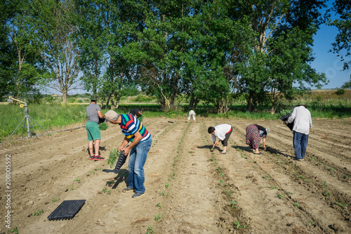 Farmers planting young tomatoes plants