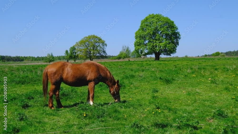 Horse is grazing at the green meadow near the pond Horse is grazing at the green meadow near the pond