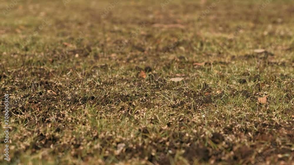 Close-up of Lawn grass grows on the field. Close-up of Lawn grass grows on the field.