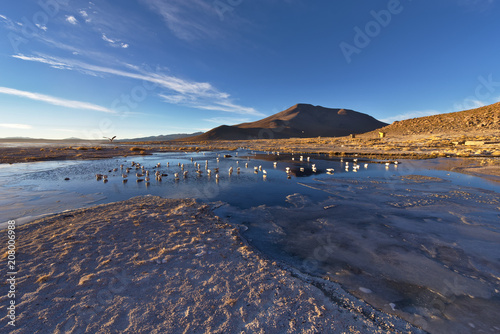 Freezing lake full of seagulls with background mountain at sunrise, Bolivia