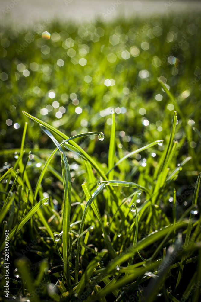Green Grass with Morning Dew Drops Green Grass with Morning Dew Drops