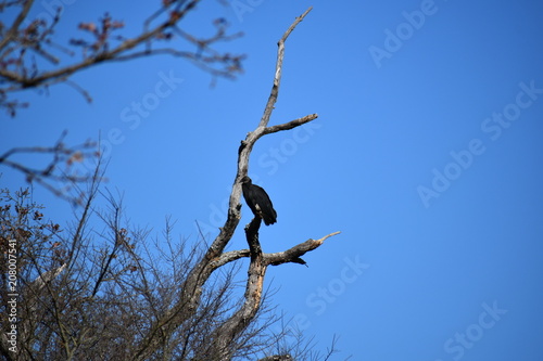 buzzard perched on a dead tree