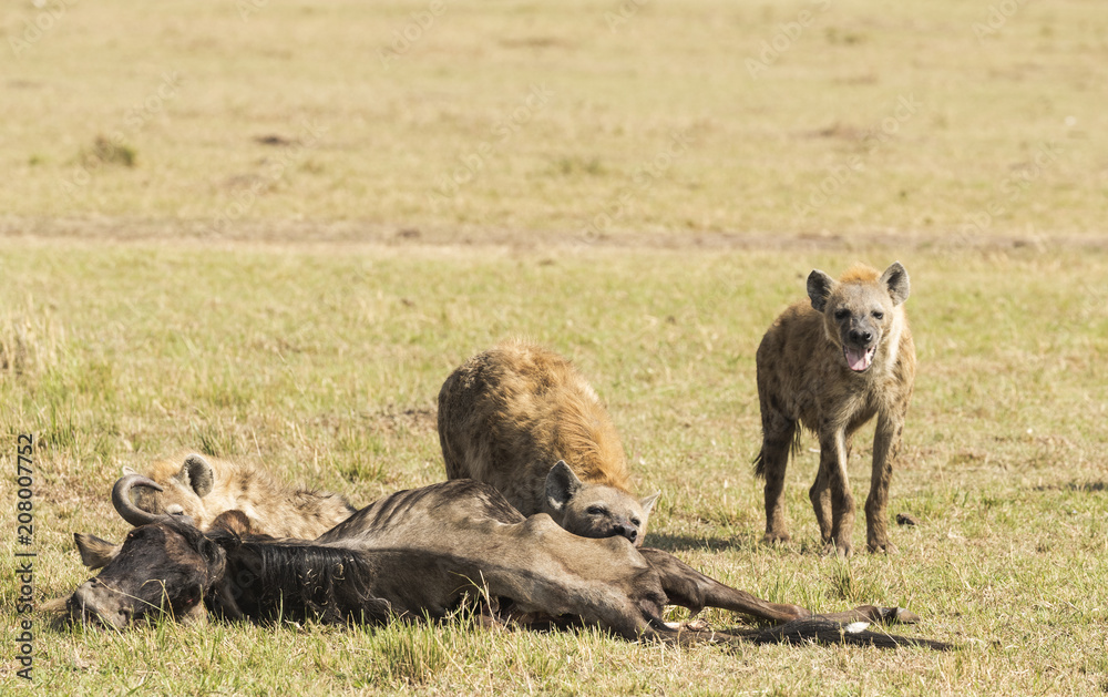 Group of hyenas eat the corpse of a wildebeest Group of hyenas eat the corpse of a wildebeest