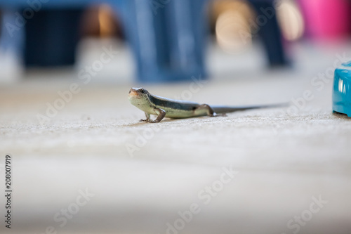 an skink lizard photo